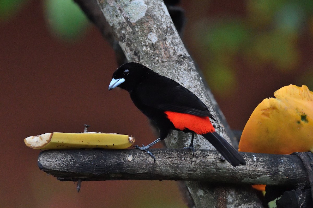 Scarlet-rumped Tanager - ML619156198