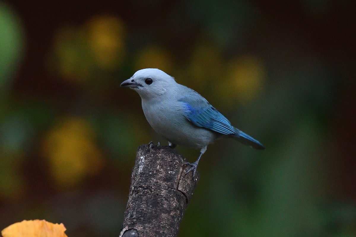 Blue-gray Tanager - ML619156208