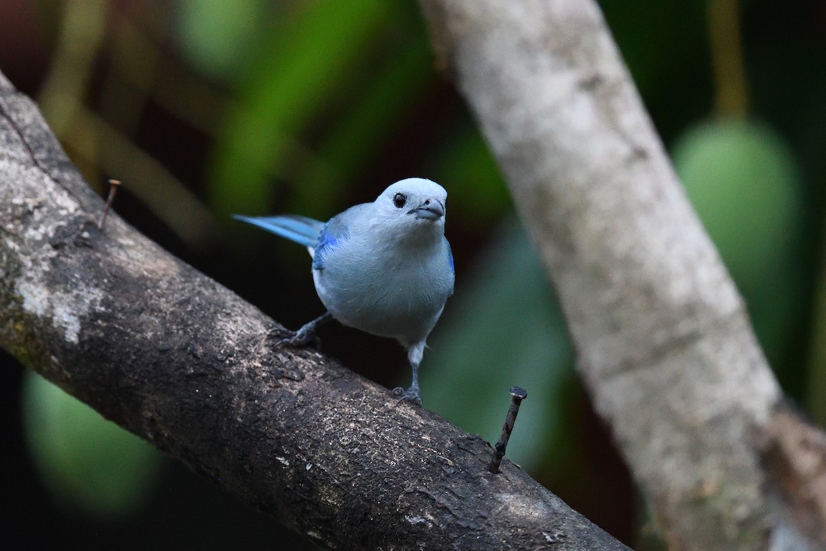 Blue-gray Tanager - ML619156209