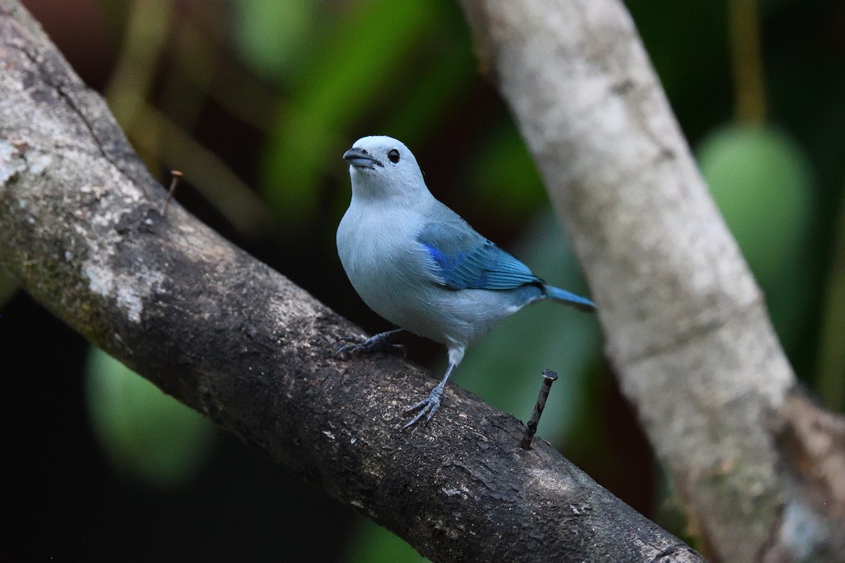 Blue-gray Tanager - ML619156210