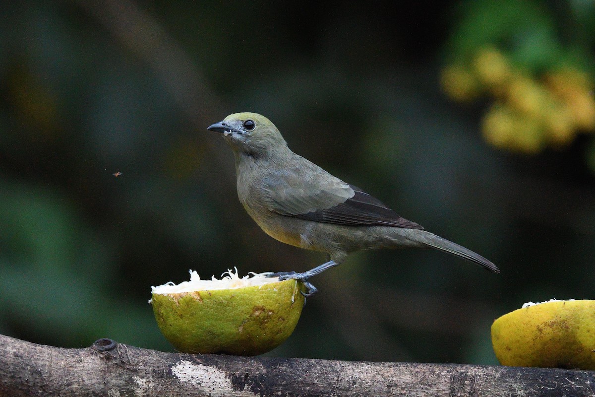 Palm Tanager - ML619156222