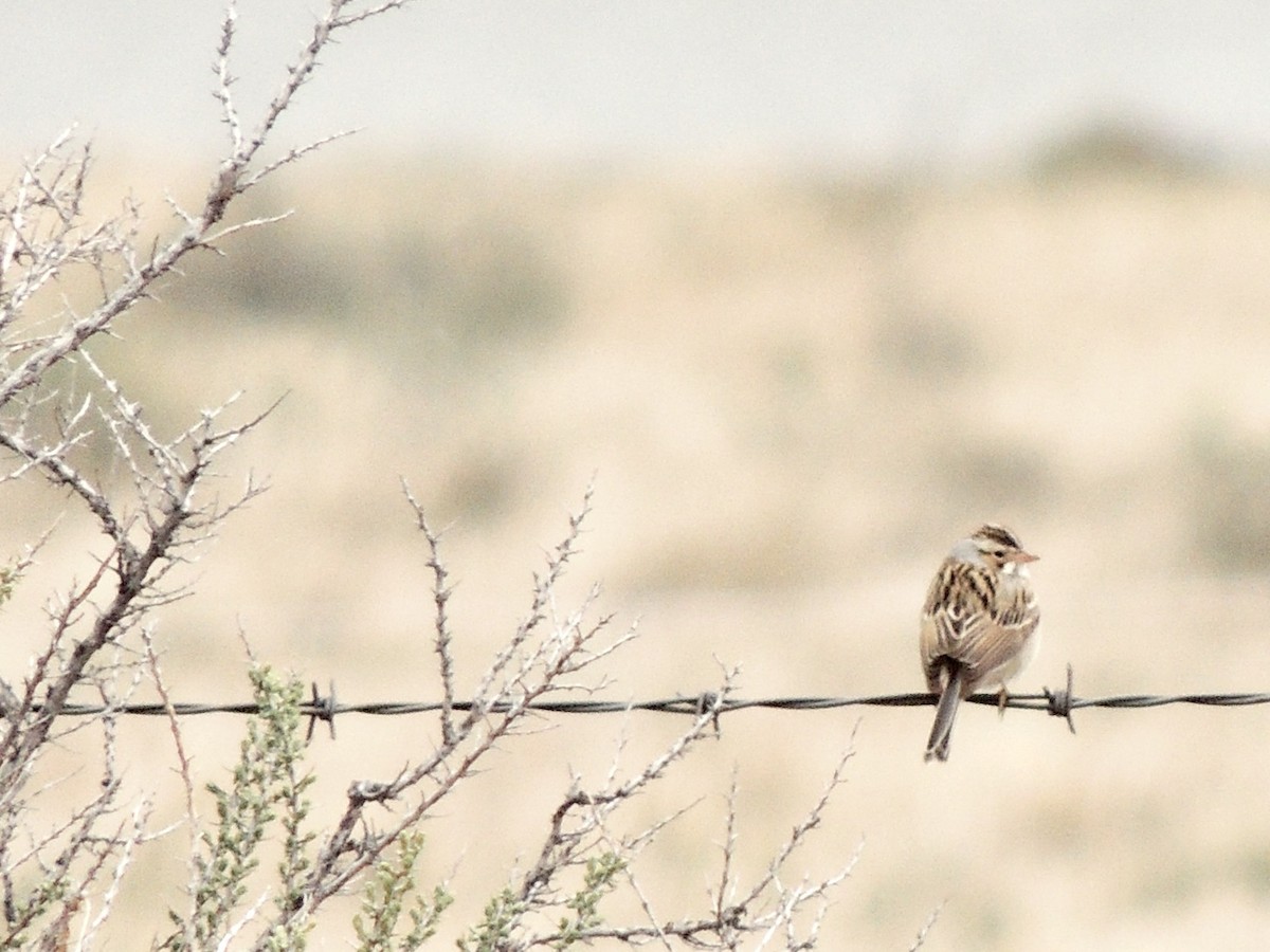 Clay-colored Sparrow - ML619156239