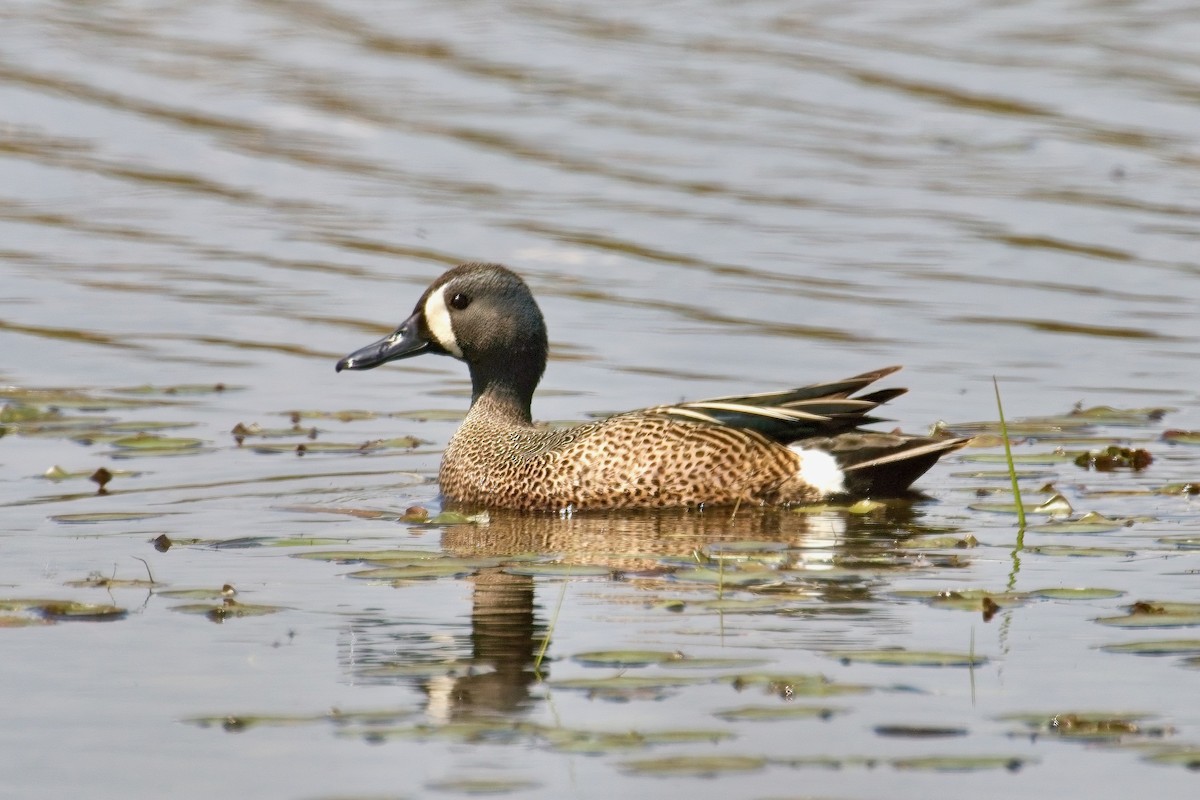 Blue-winged Teal - ML619156245