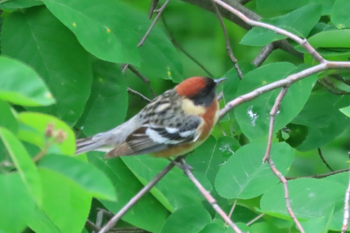 Bay-breasted Warbler - ML619156264
