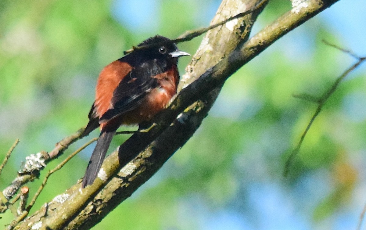 Orchard Oriole - ML619156282