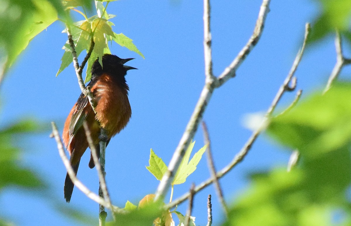 Orchard Oriole - ML619156283