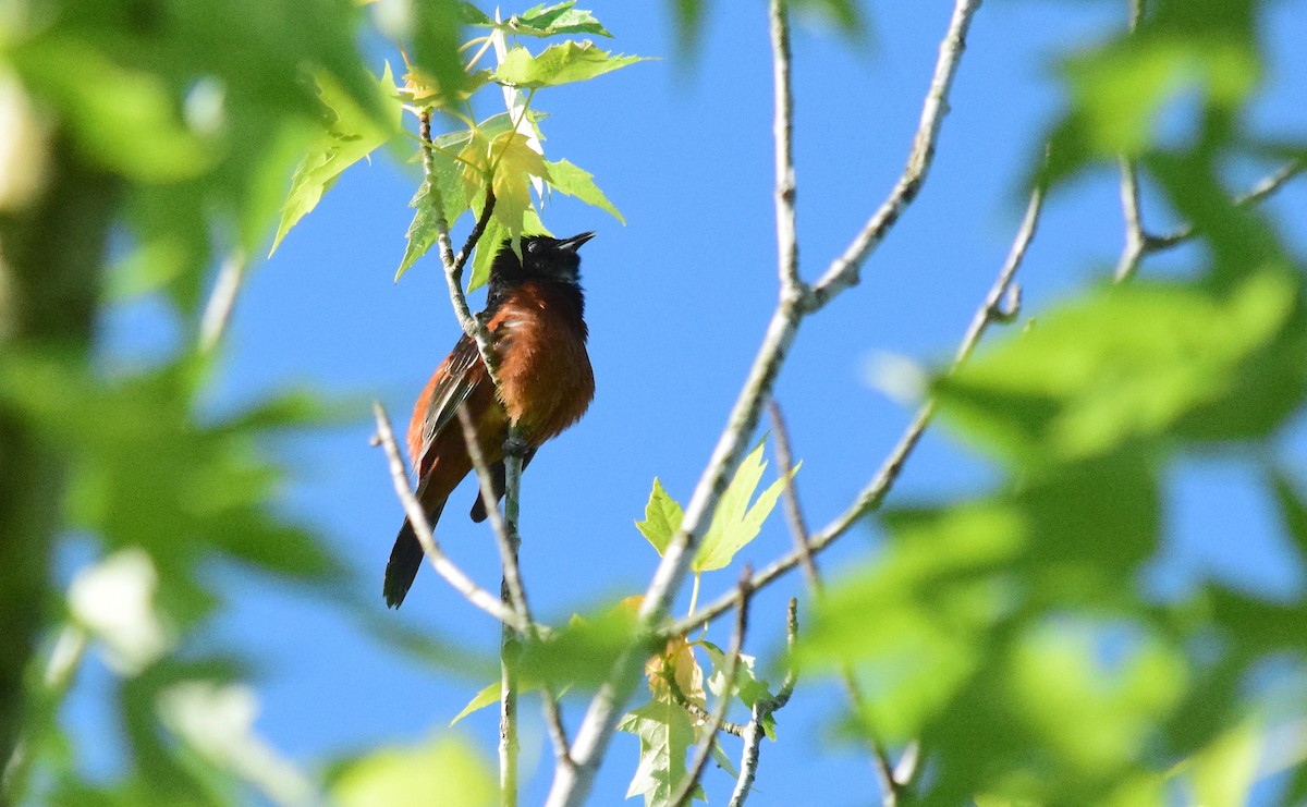 Orchard Oriole - ML619156284