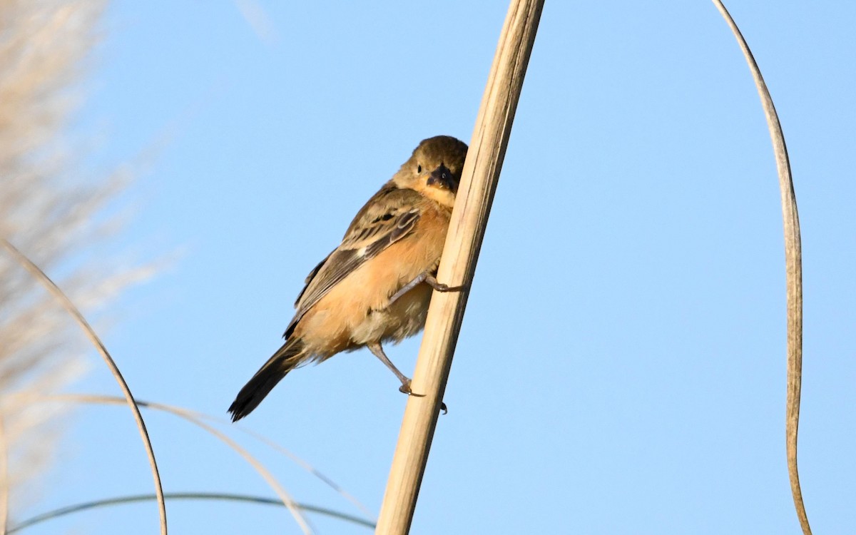 Rusty-collared Seedeater - ML619156294