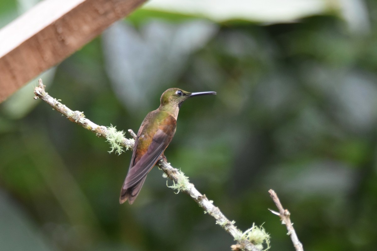 kolibřík hnědobřichý - ML619156318