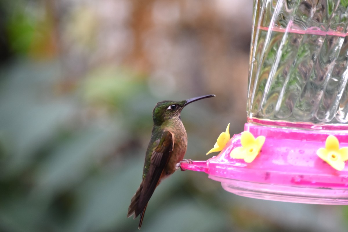 kolibřík hnědobřichý - ML619156319