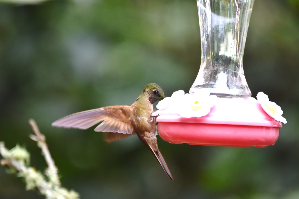 kolibřík hnědobřichý - ML619156320