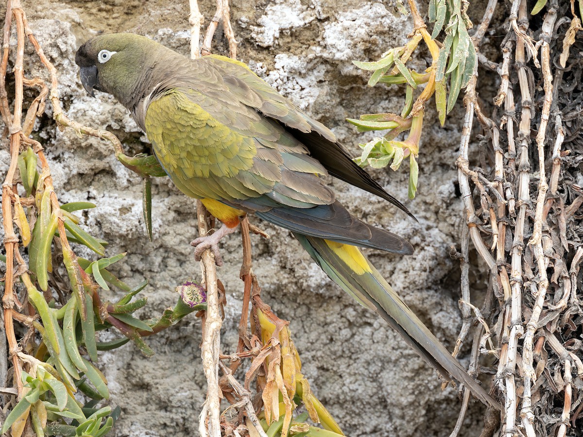 Patagonya Papağanı - ML619156337