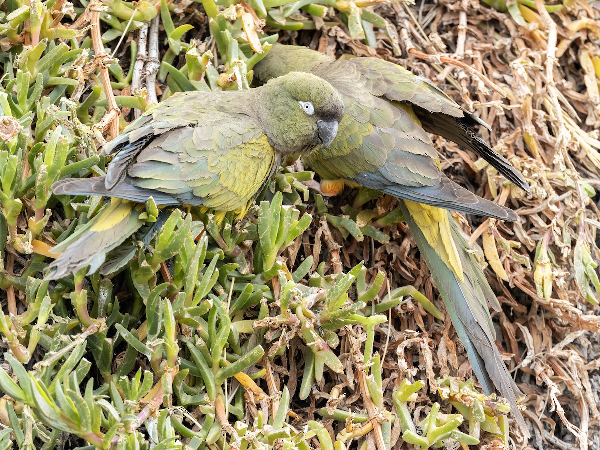 Patagonya Papağanı - ML619156338