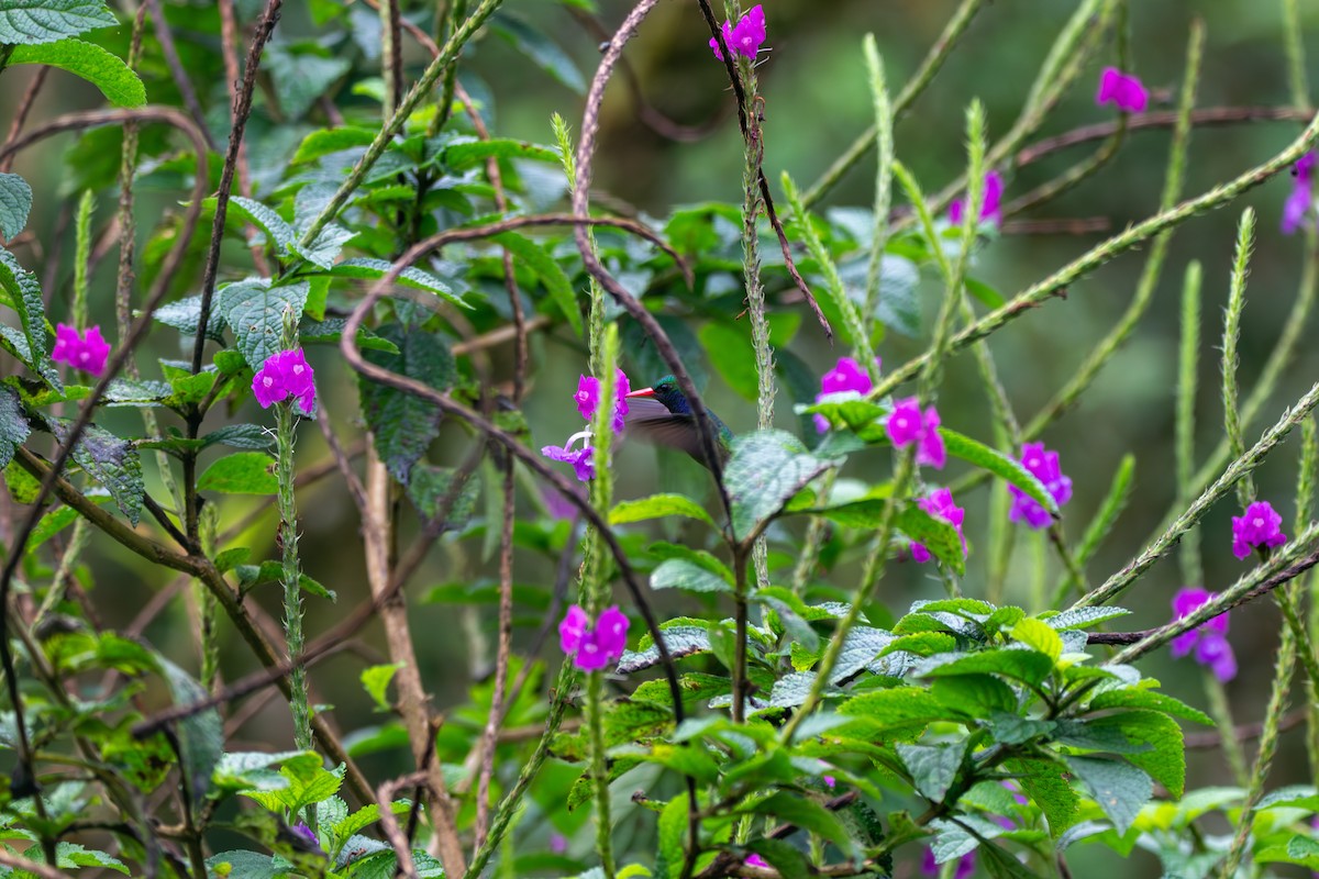 kolibřík zlatoocasý - ML619156355