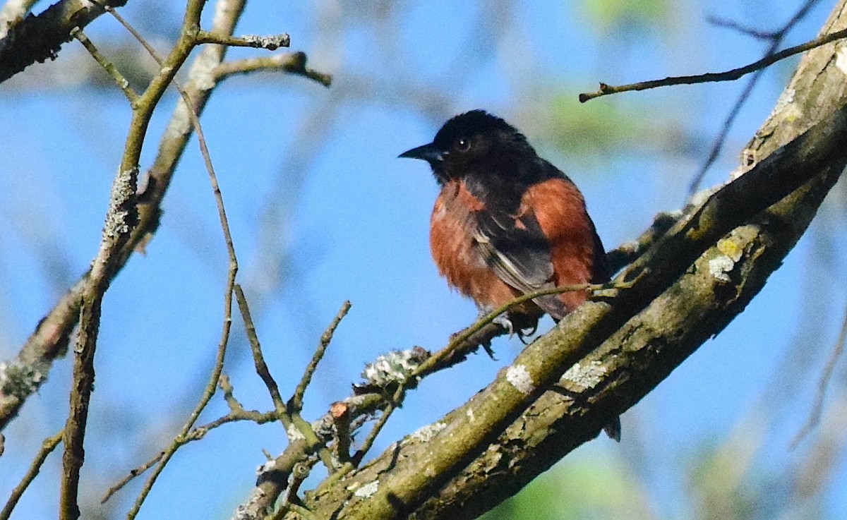Orchard Oriole - ML619156362