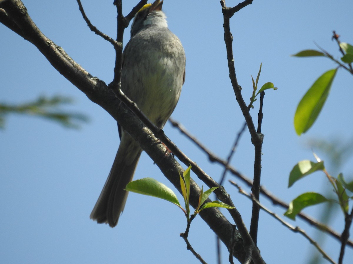 White-throated Sparrow - ML619156407
