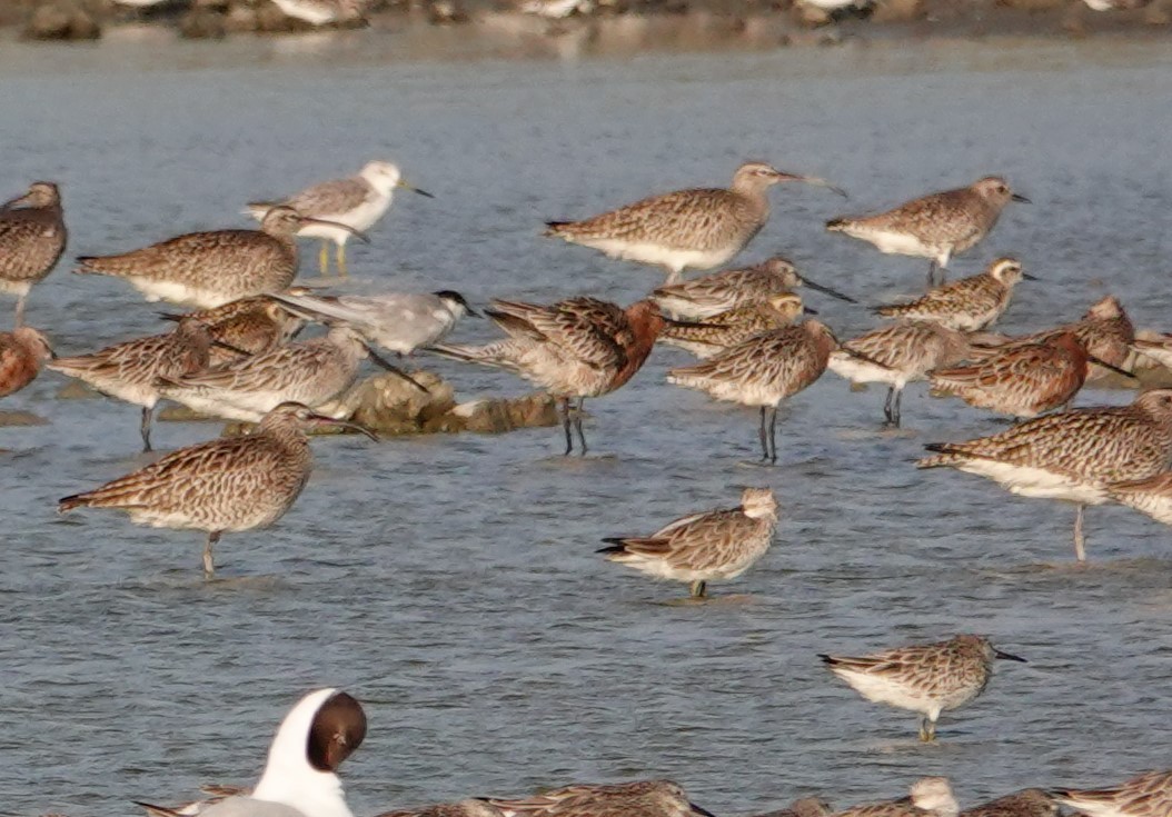 Asian Dowitcher - ML619156462