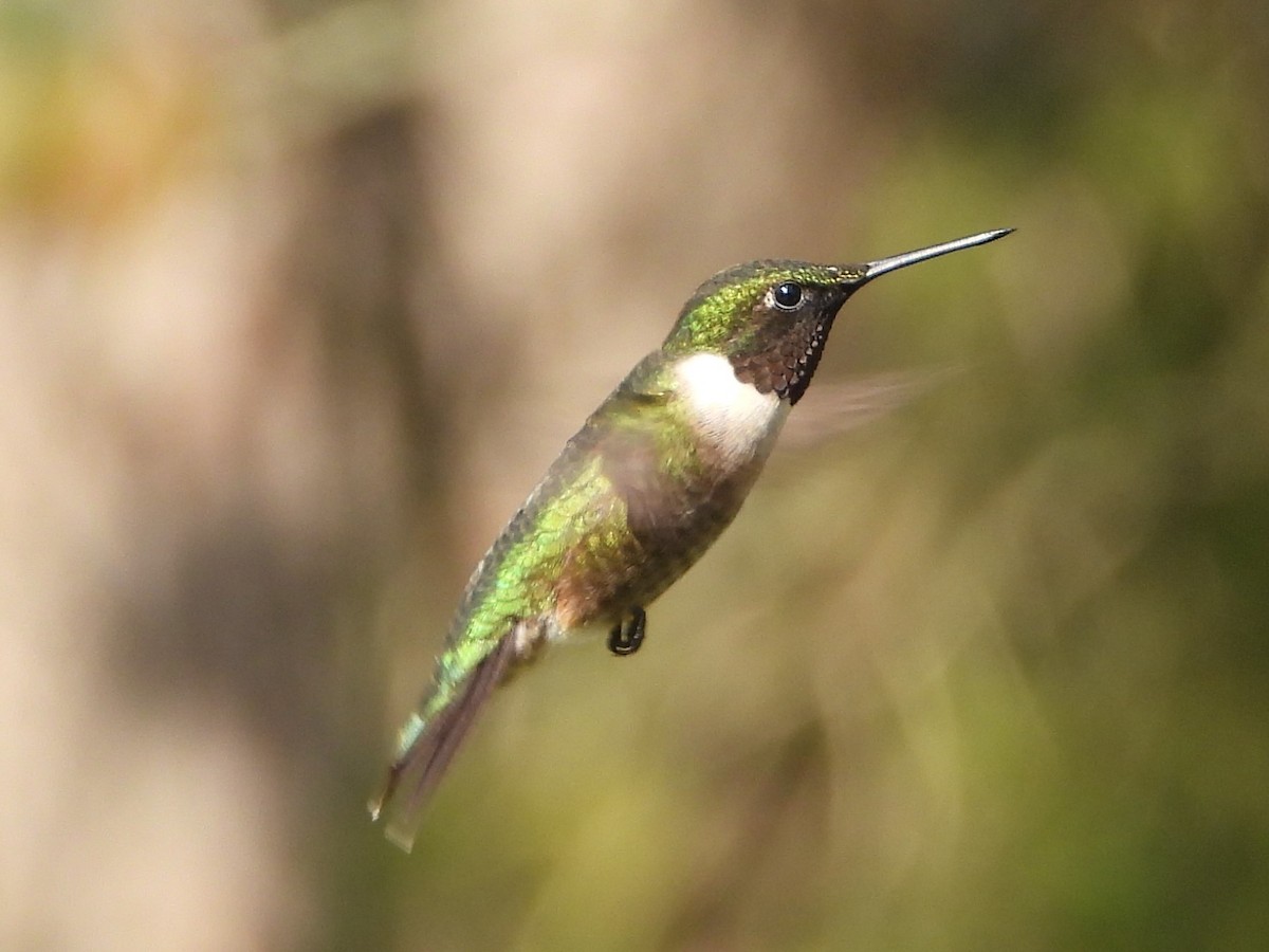 Ruby-throated Hummingbird - ML619156468