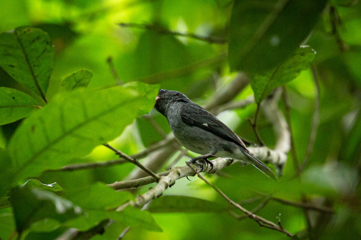 Gray Seedeater - ML619156475