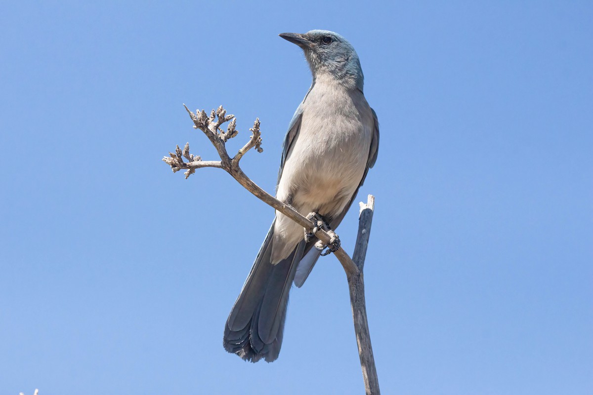 Mexican Jay - ML619156542