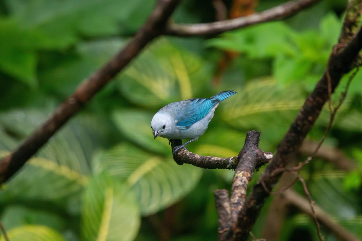 Blue-gray Tanager - ML619156558