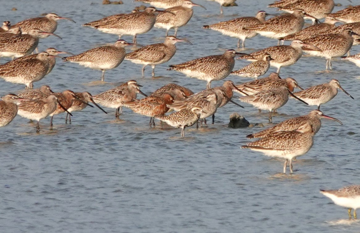 Asian Dowitcher - ML619156586