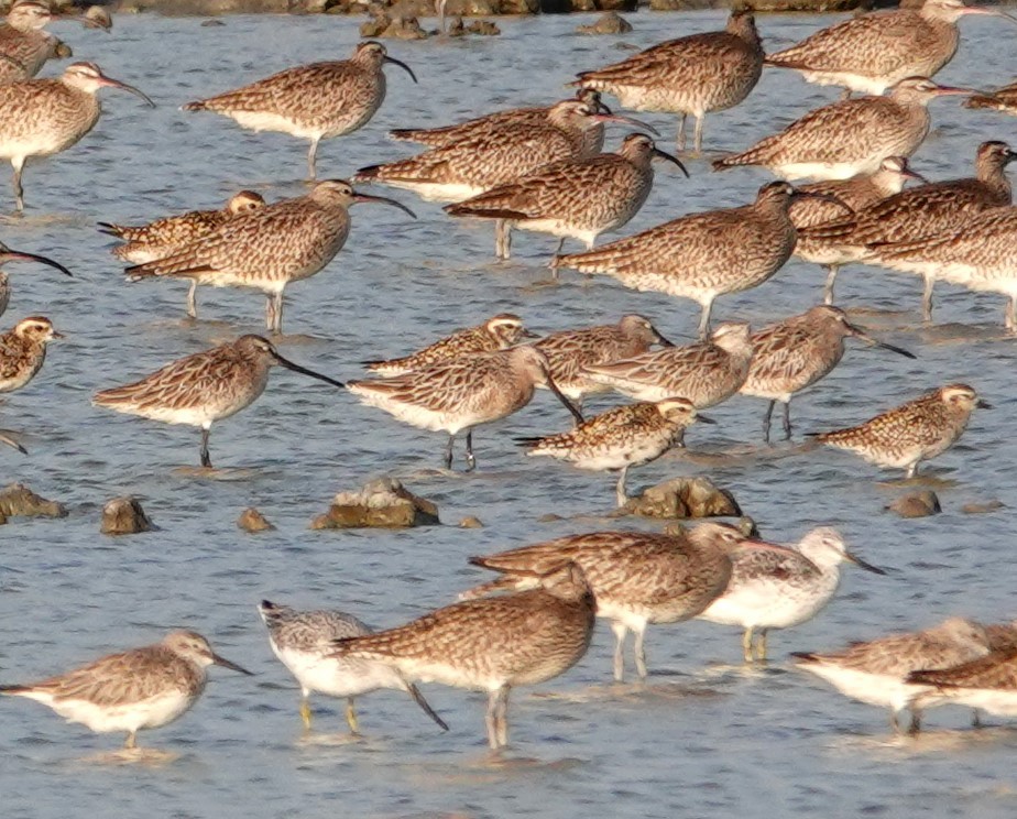 Asian Dowitcher - ML619156587