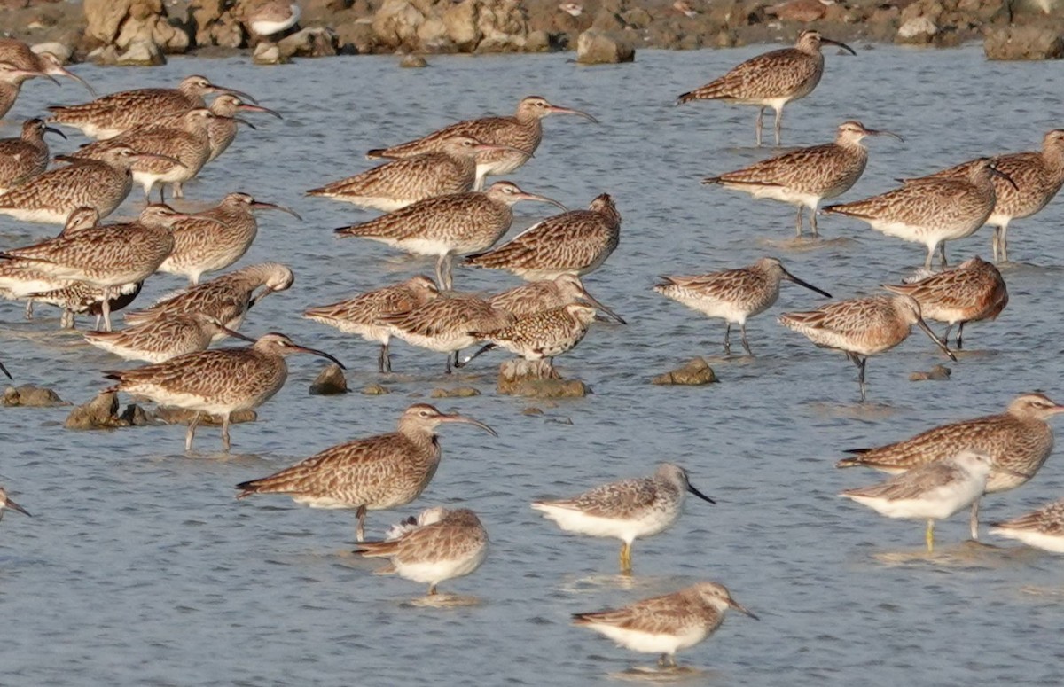 Asian Dowitcher - ML619156590