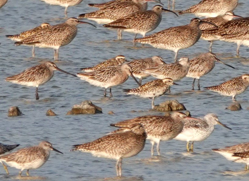 Asian Dowitcher - ML619156591