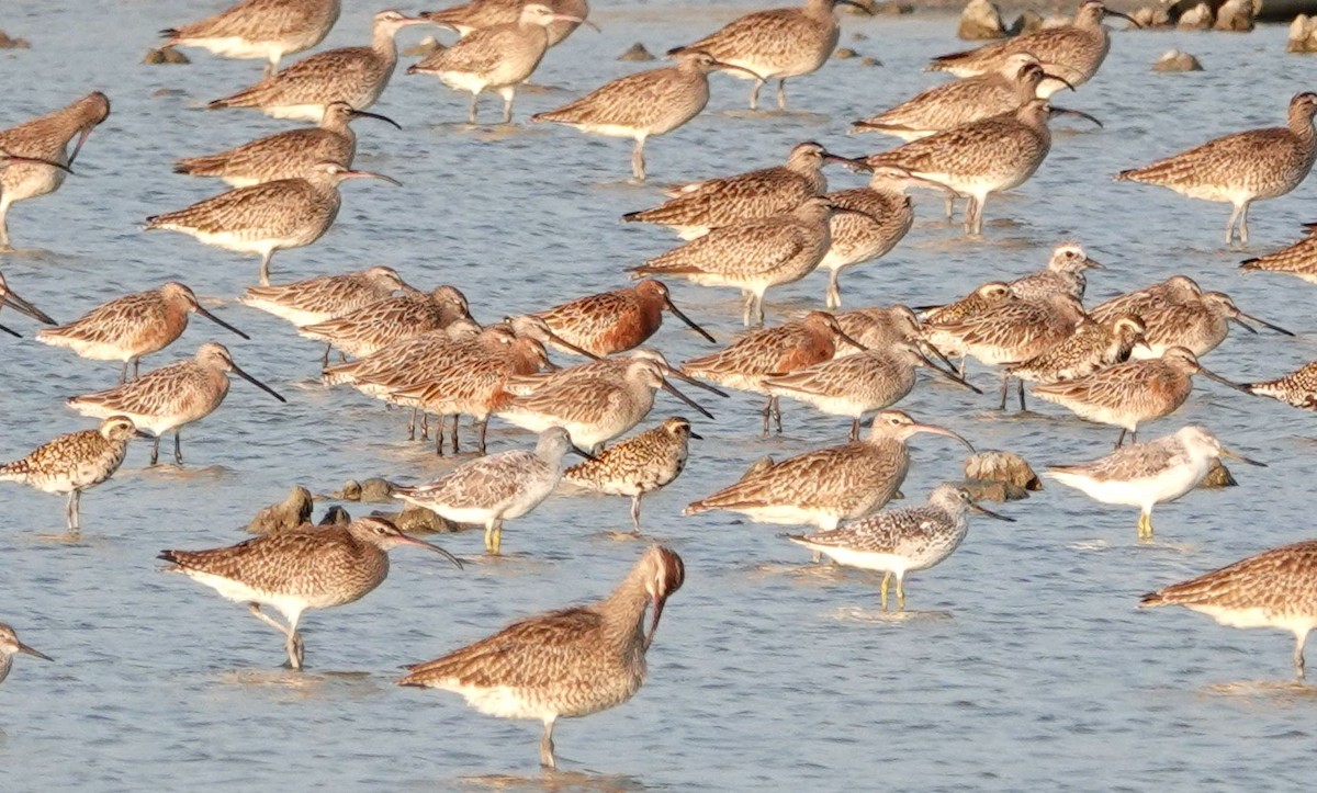 Asian Dowitcher - ML619156630