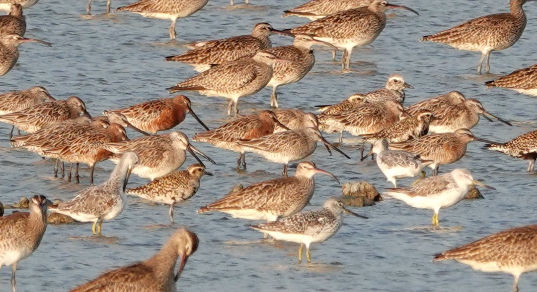 Asian Dowitcher - ML619156631