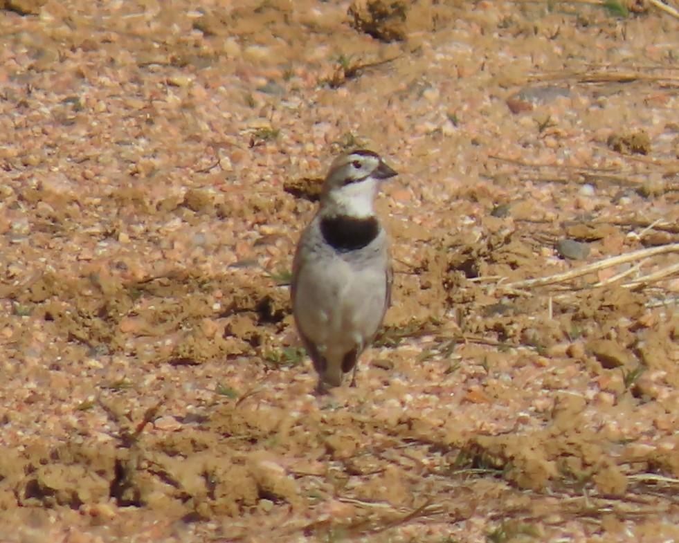 Thick-billed Longspur - ML619156643