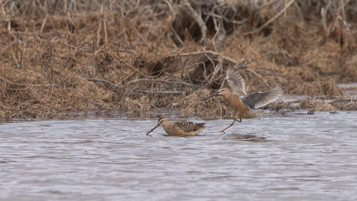 Long-billed Dowitcher - ML619156653
