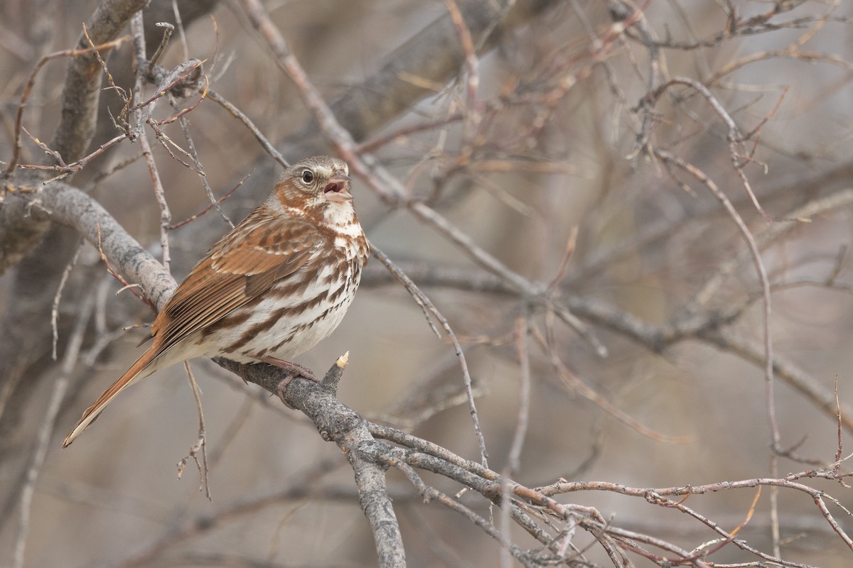 Fox Sparrow (Red) - ML619156677