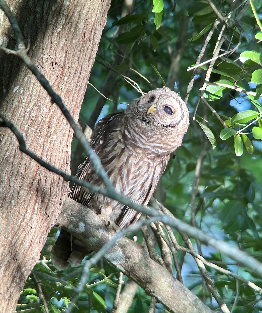 Barred Owl - ML619156688