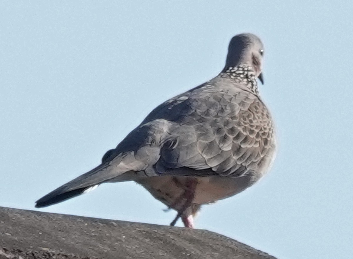 Spotted Dove - ML619156693
