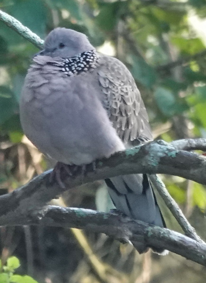 Spotted Dove - ML619156694