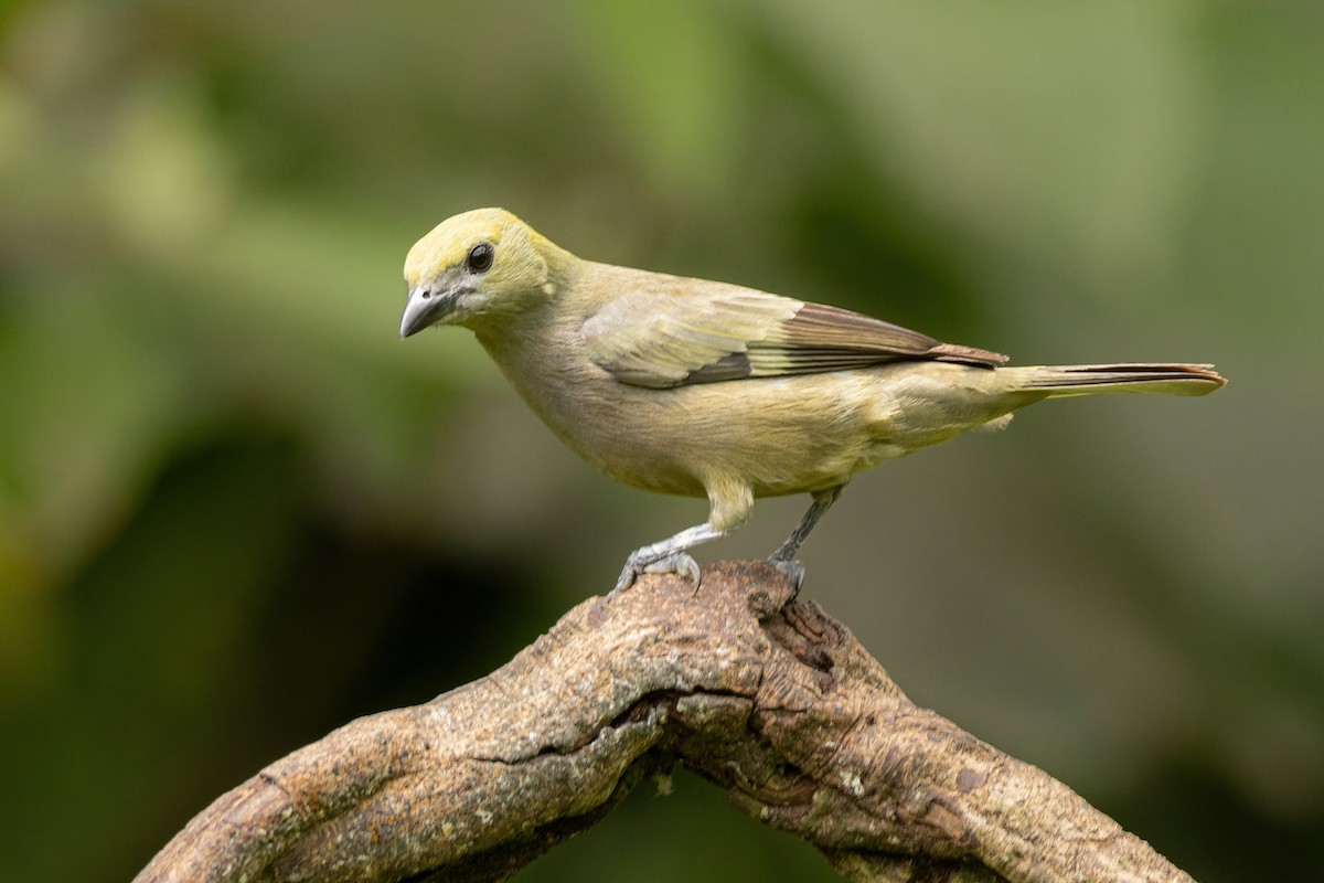 Palm Tanager - ML619156695