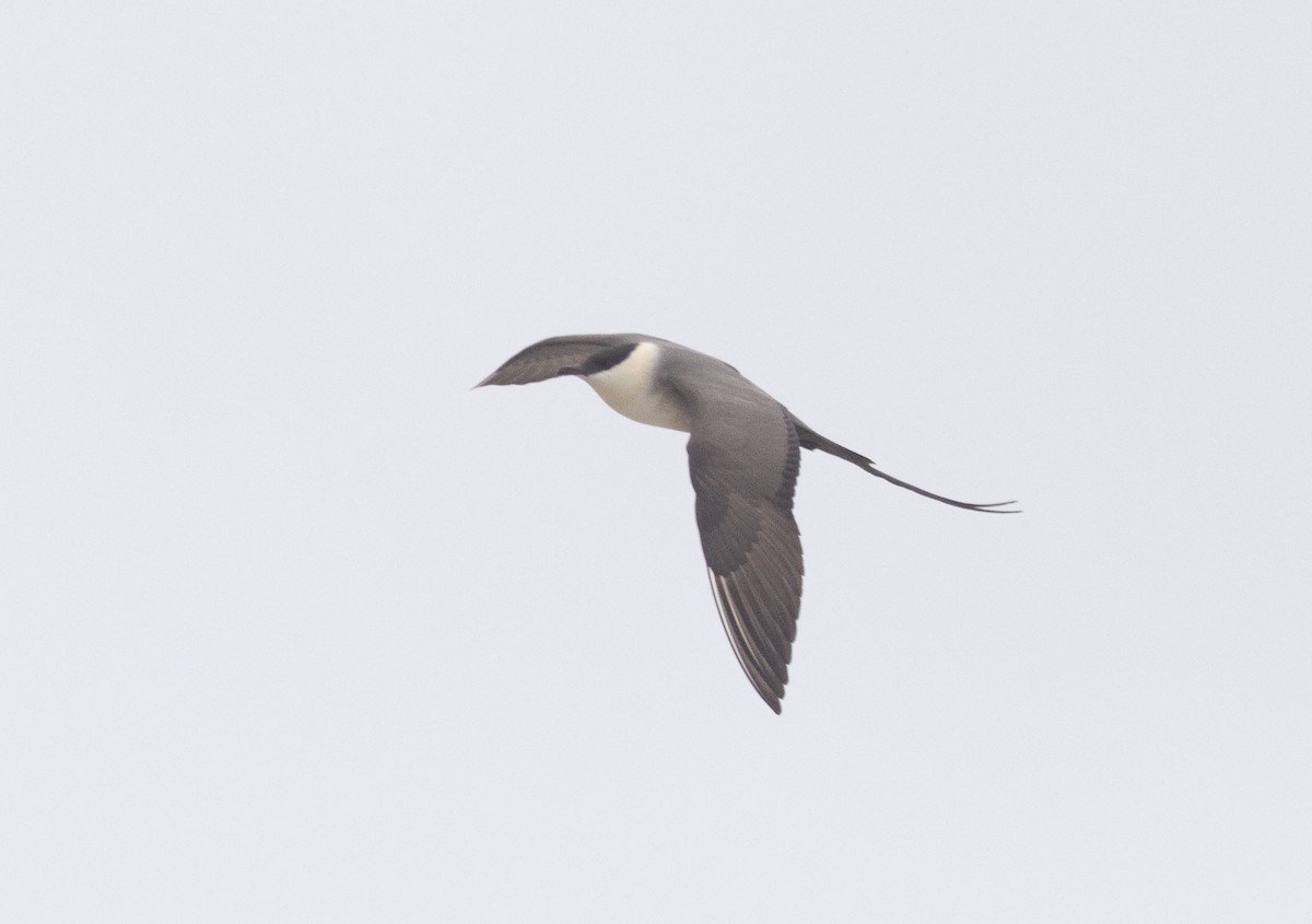 Long-tailed Jaeger - ML619156702