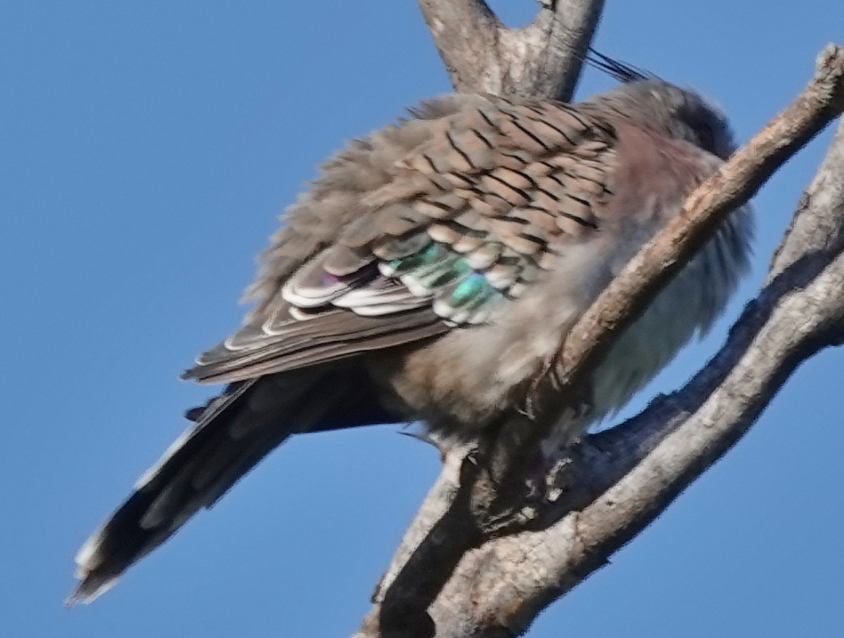 Crested Pigeon - ML619156711