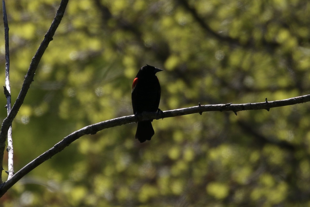 Red-winged Blackbird - ML619156722
