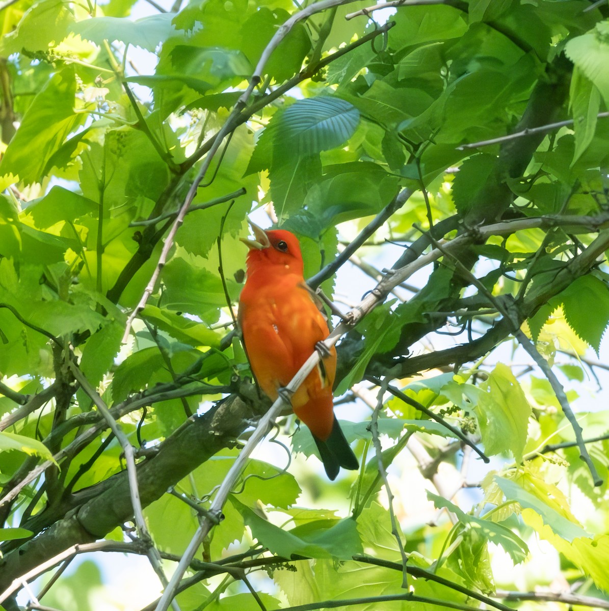 Scarlet Tanager - ML619156746