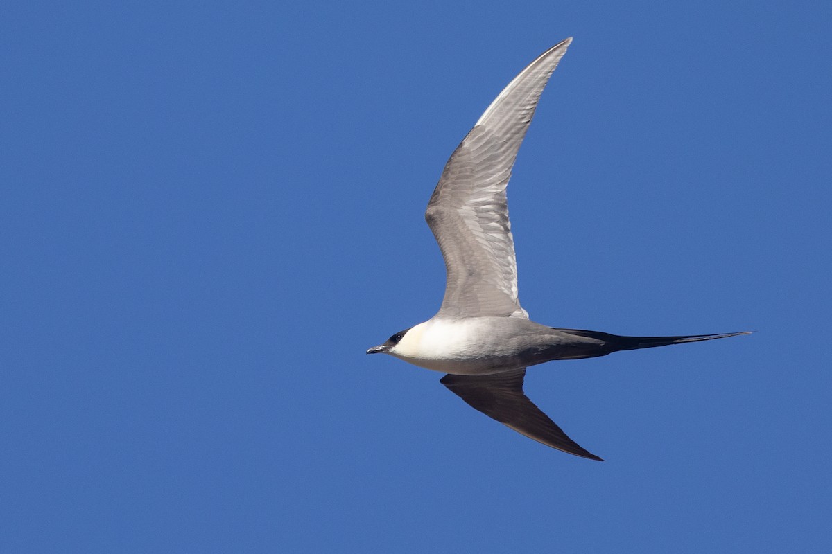 Long-tailed Jaeger - ML619156748