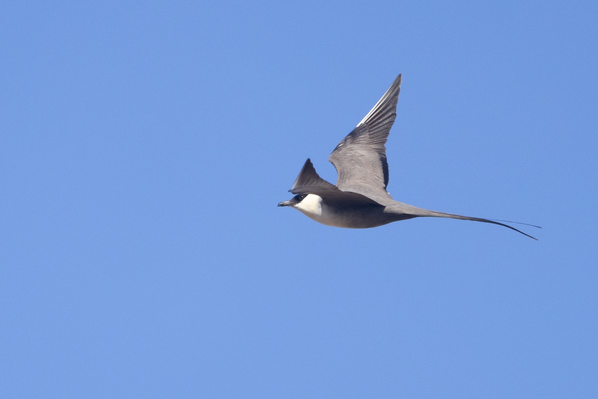 Long-tailed Jaeger - ML619156749