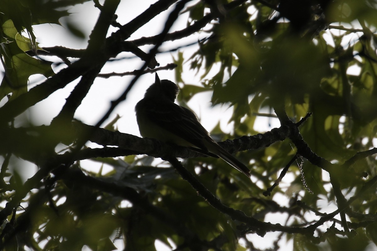 Great Crested Flycatcher - ML619156781
