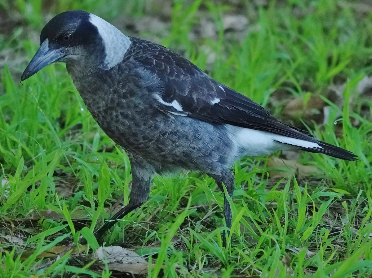 Australian Magpie (Black-backed) - ML619156810