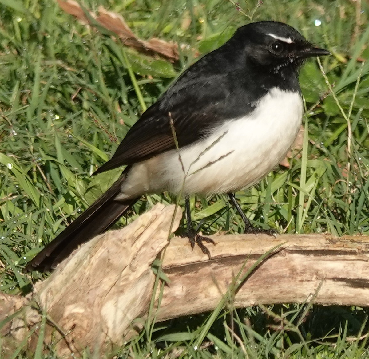 Willie-wagtail - ML619156813