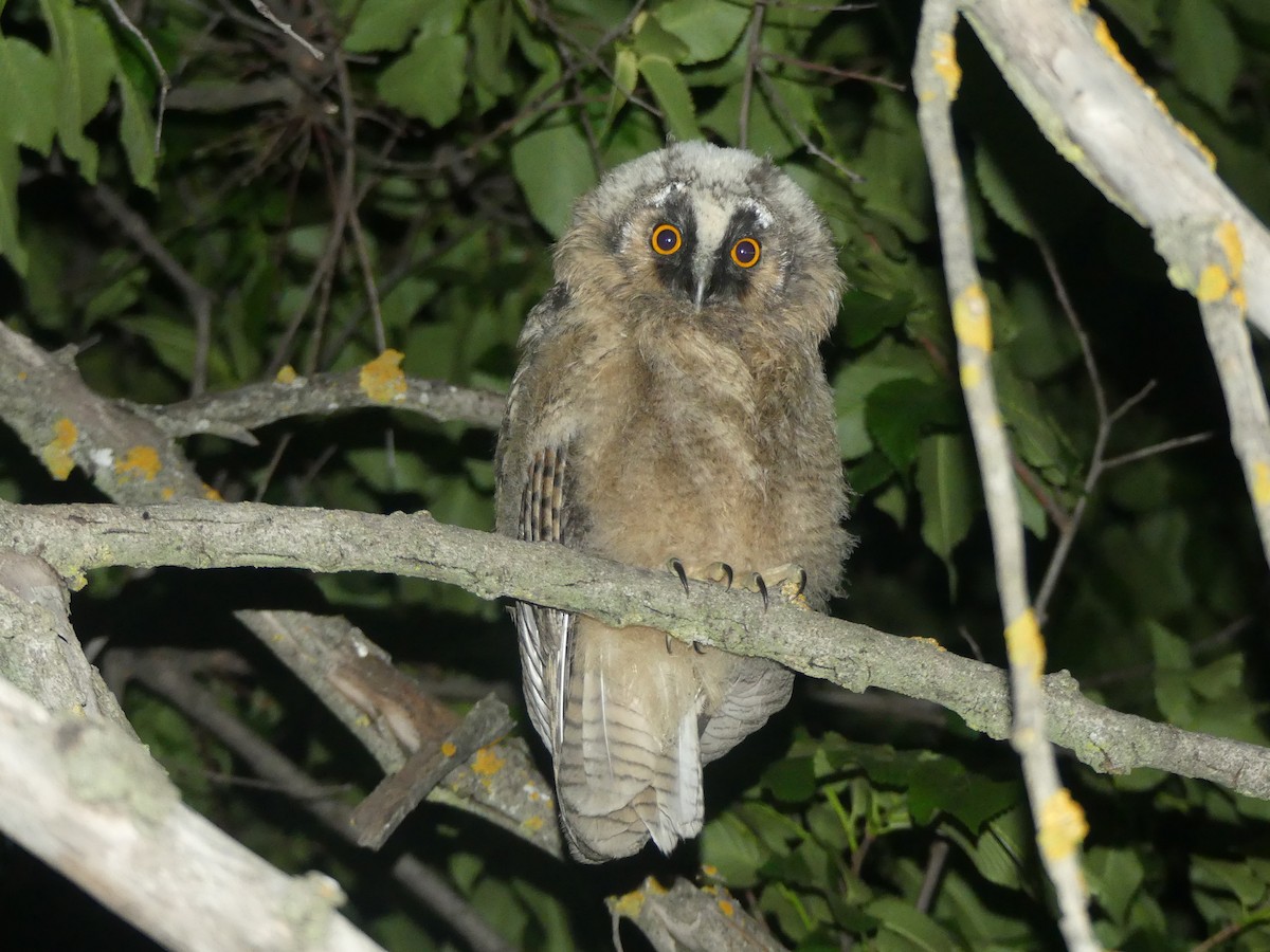 Long-eared Owl - ML619156856