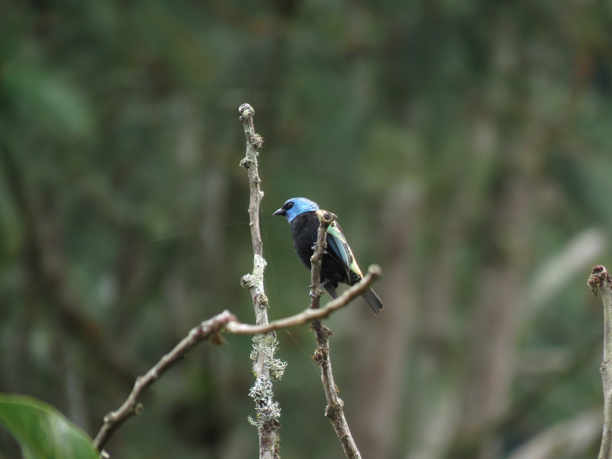 Blue-necked Tanager - ML619156860