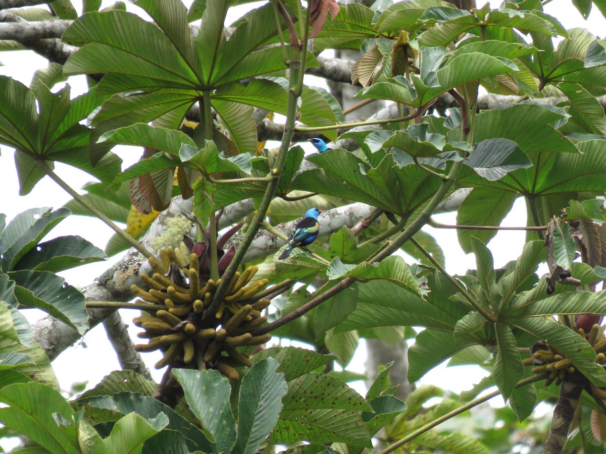 Blue-necked Tanager - ML619156870